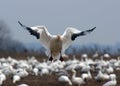 Snow Goose Landing Royalty Free Stock Photo