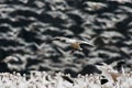 Snow Goose Landing in Large Flock