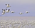 Snow goose migration Royalty Free Stock Photo
