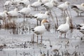 Snow Goose migration at the Pea Island NWR NC