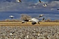 Snow Goose overflies flock of sandhills and geese Royalty Free Stock Photo