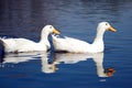 Snow Goose Pair swimming