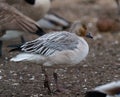 Snow Goose resting at lakeside