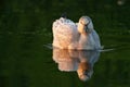 Snow Goose resting at lakeside