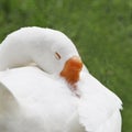 Snow Goose, Sleeping