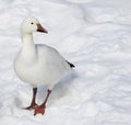Snow Goose in Snow Royalty Free Stock Photo