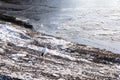 Snow goose standing on a frosted beach in winter, Quebec City