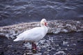 Snow goose standing in shallow water on the shore of the St. Lawrence River in the Fall