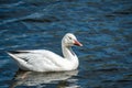 Snow Goose swims in the river Royalty Free Stock Photo