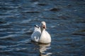 Snow Goose swims in the river Royalty Free Stock Photo