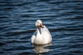 Snow Goose swims in the river Royalty Free Stock Photo