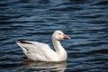 Snow Goose swims in the river Royalty Free Stock Photo