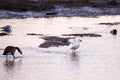 Snow goose wading in the St. Lawrence River at low tide during the spring migration, next to Canada goose and seagull in soft focu Royalty Free Stock Photo