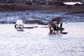 Snow goose wading in the St. Lawrence River at low tide to forage for roots next to two larger Canada Geese Royalty Free Stock Photo