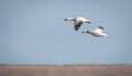 A Pair of Snow geese flying in North America during the annual winter migration.