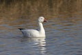 Snow Goose white morph chen caerulescens