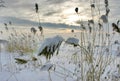 Snow grass