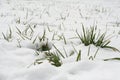 Snow and grass