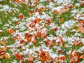 snow on grass and winter leaves Royalty Free Stock Photo