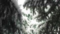 Snow fir, snowfall, christmas look