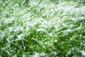 Snow on the green grass Royalty Free Stock Photo