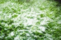 Snow on the green grass Royalty Free Stock Photo