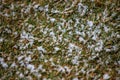 Snow on green grass. Frozen nature in winter time, above view. Royalty Free Stock Photo