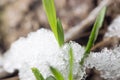 Snow on the green grass in the spring. close-up