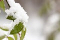 Snow on green leaves, the first snowfall Cityscape Royalty Free Stock Photo