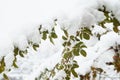 Snow on the green leaves of plants