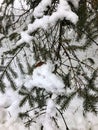 Snow on green pine tree in nature center forest