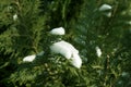 Snow on green thuja close-up. Royalty Free Stock Photo