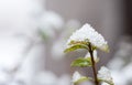 Snow on the green and yellow plants in the cold winter season nature background close up selective focus Royalty Free Stock Photo