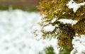 Snow on the green and yellow plants in the cold winter season nature background close up selective focus Royalty Free Stock Photo