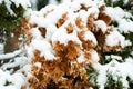 Snow on the green and yellow plants in the cold winter season nature background Royalty Free Stock Photo