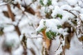 Snow on the green and yellow plants in the cold winter season nature background Royalty Free Stock Photo