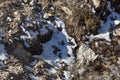 Snow on the ground with clay, grass and stone at Lachen. North Sikkim, India