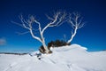 Snow Gum Royalty Free Stock Photo