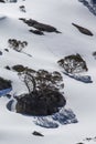 Snow Gums, Charlotte Pass Royalty Free Stock Photo