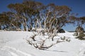 Snow Gums at Charlotte Pass Royalty Free Stock Photo