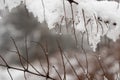 Part of a Branch of a Plant during Winter covered by Smow Flakes Cold Season