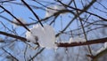 Snow hangs on bare branches and partly thaws against a blue sky Royalty Free Stock Photo