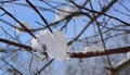 Snow hangs on bare branches and partly thaws against a blue sky