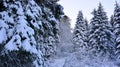 The snow has covered the forest with white Royalty Free Stock Photo