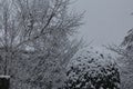 Snow Covered Trees in Garden Royalty Free Stock Photo