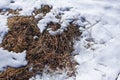 The snow has melted. Thawed patch. Dry last year`s grass under the snow. Spring is coming Royalty Free Stock Photo