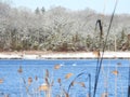 Snowy scene on the river with two swans