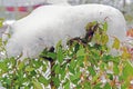 Snow hat on green sidewalk bush