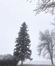 Snow highlighting the branches of this blue spruce and green ash tree Royalty Free Stock Photo