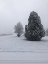 Snow highlighting the branches of this Rocky Mountain juniper tree Royalty Free Stock Photo